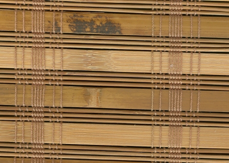 swatch of New Guinea Camel